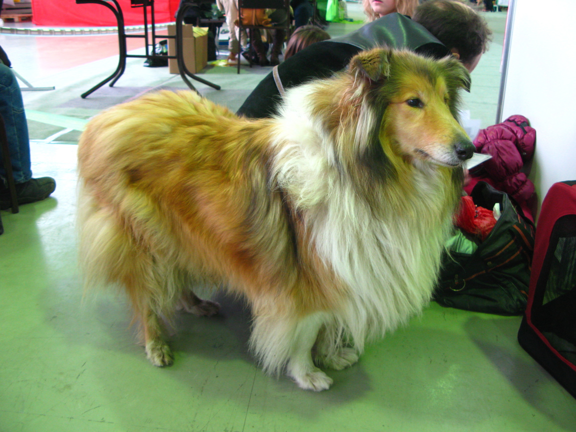 Collie in the beauty salon