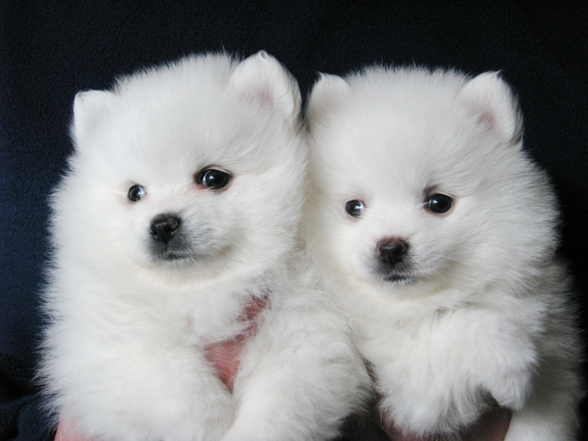 Пара щенков шпица