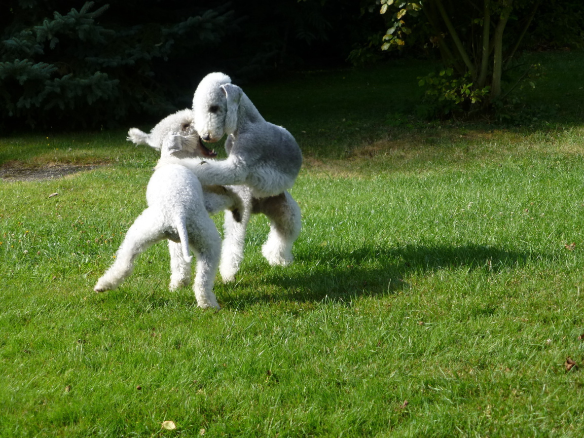 Пара собак бедлингтон терьер играют на лужайке