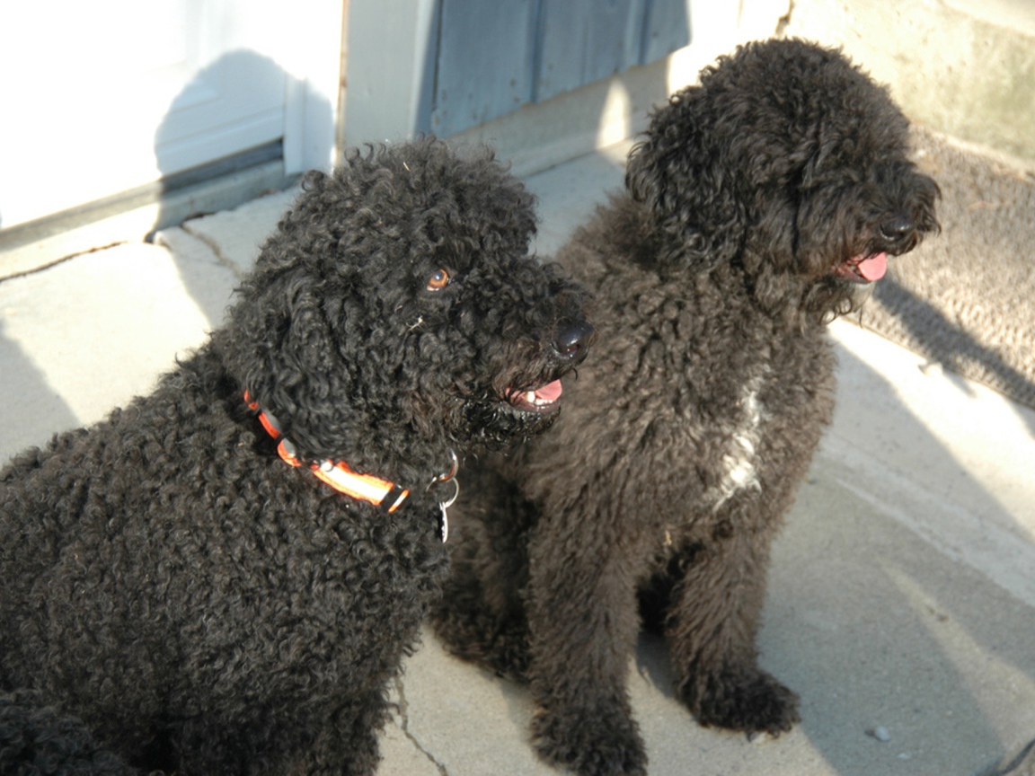 Пара собак барбет