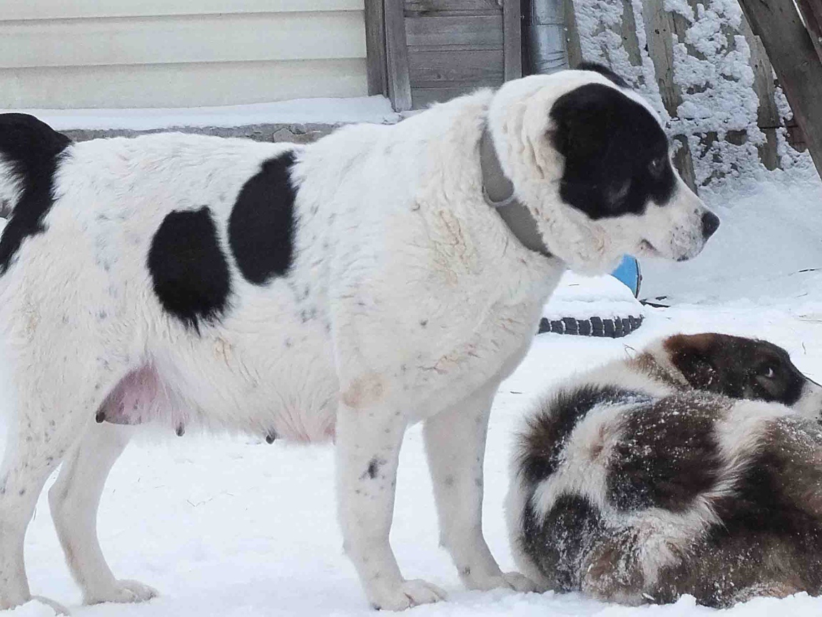 Пара алабаев на снегу