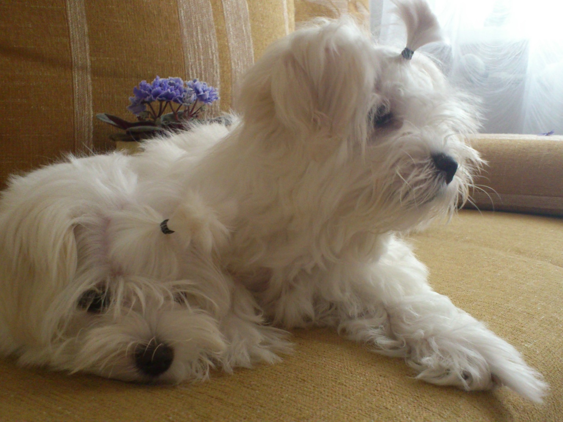 Пара болонок на диване