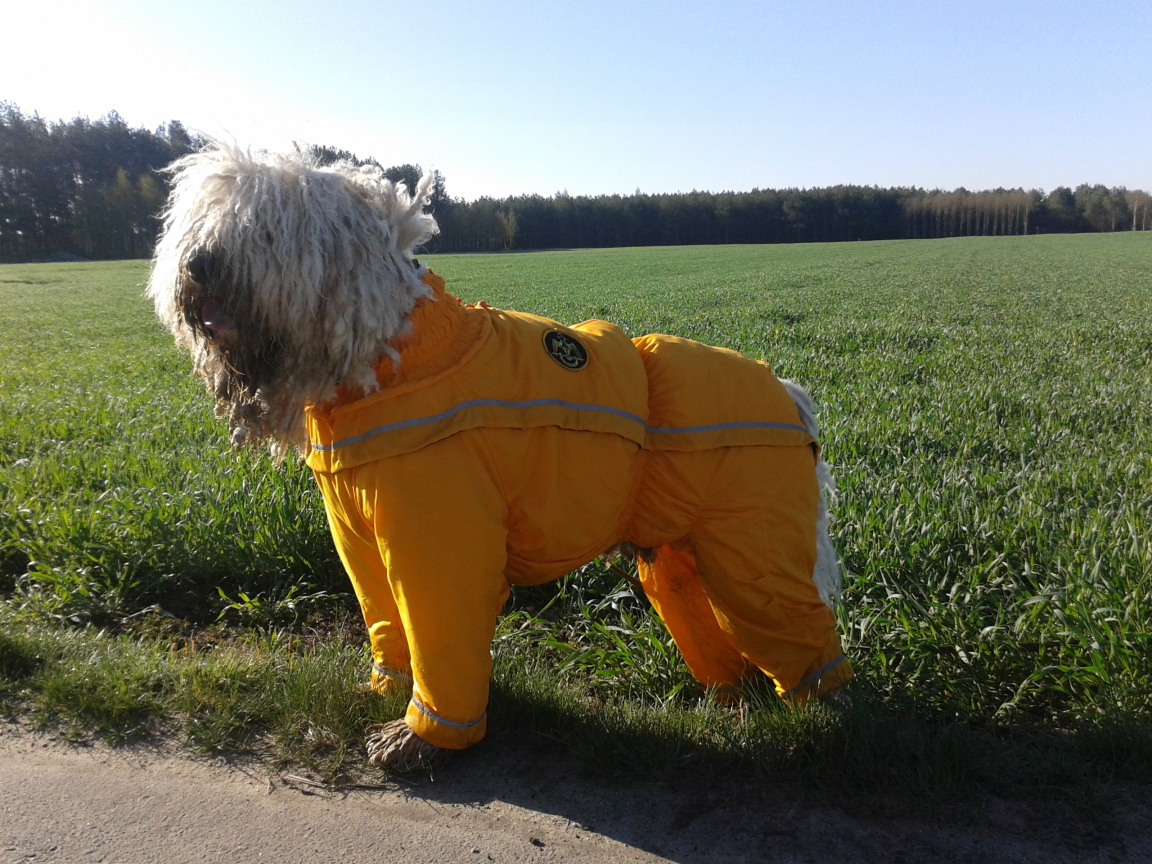 Комбинезон для комондора