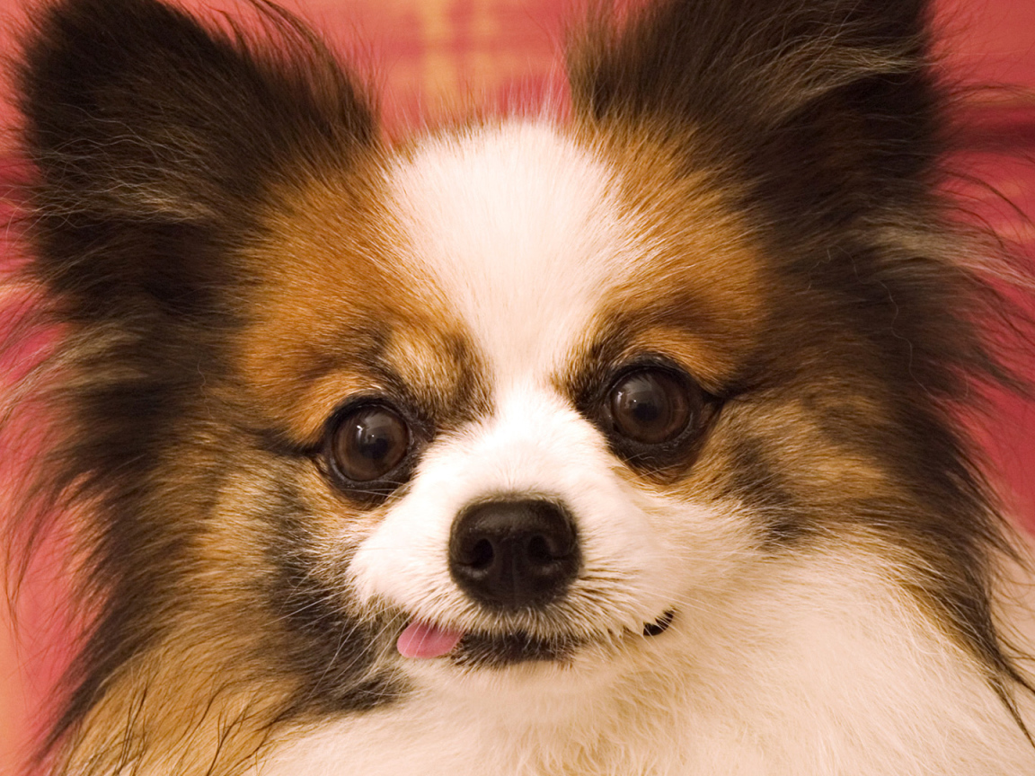 Сумасшедшие глаза у шпица