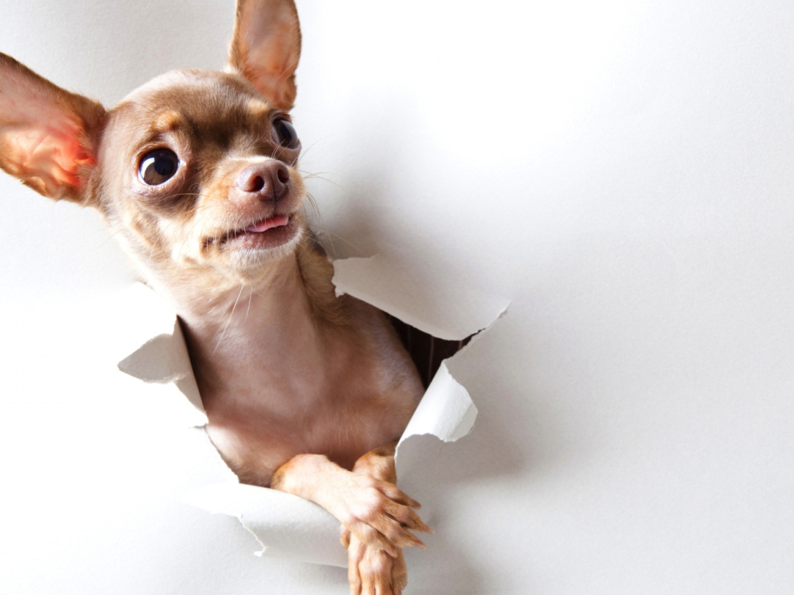 Любопытная собачка чихуахуа