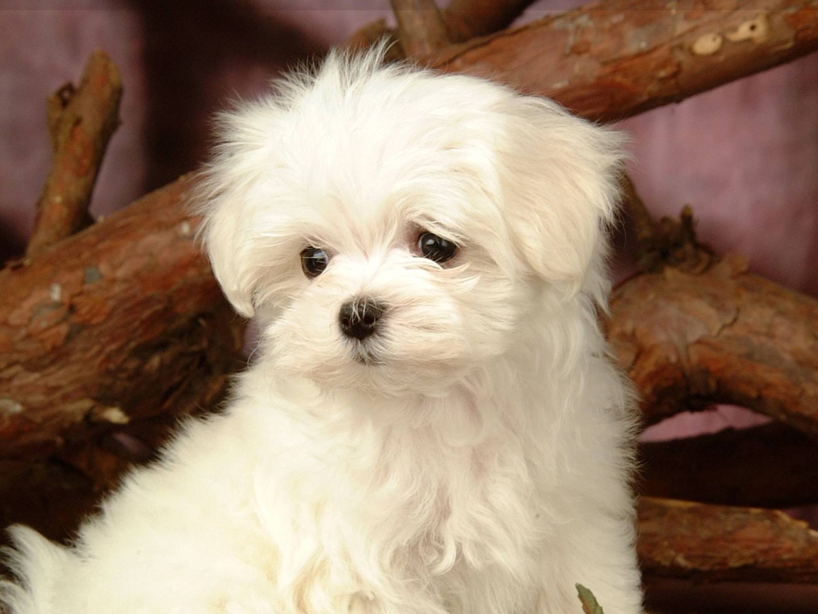 Любопытный белый щенок болонки