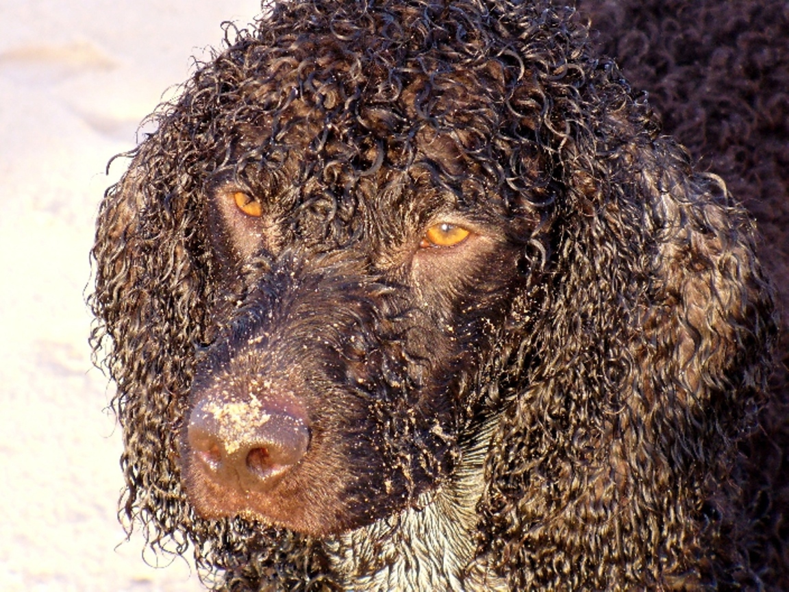 Кудряшки у ирландского водяного спаниеля