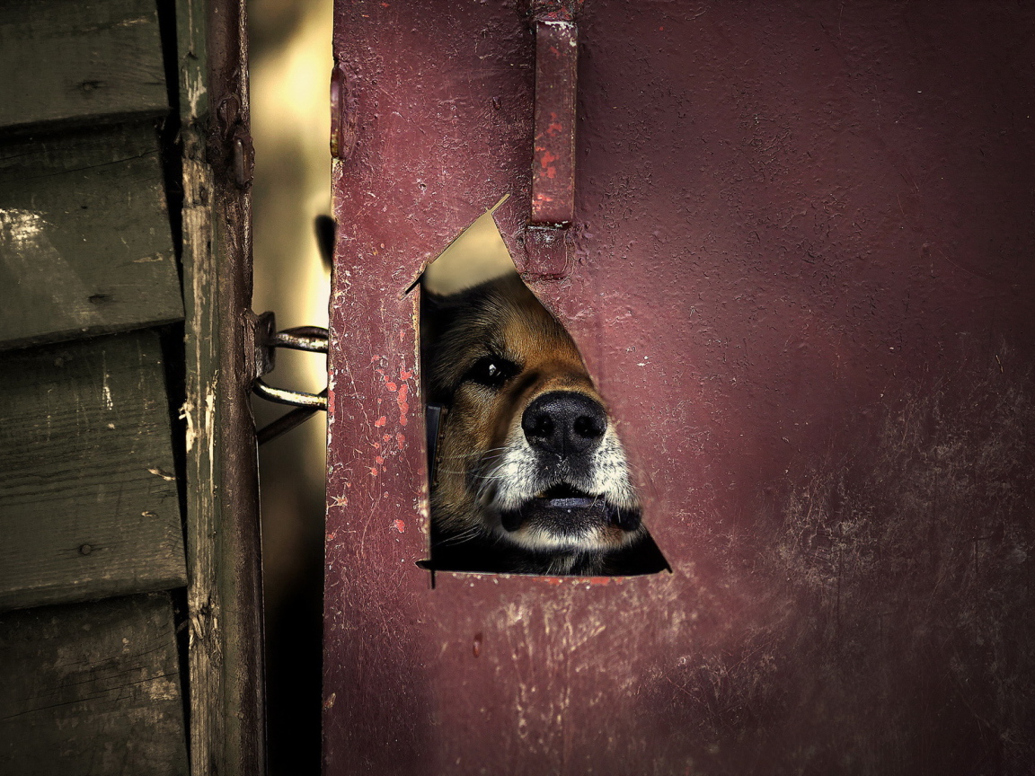 Мордашка милой собаки