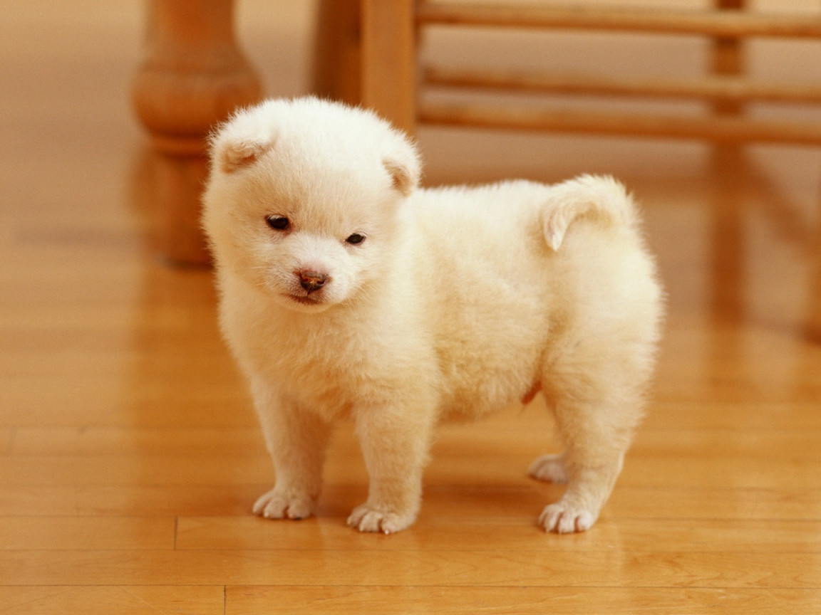 Очаровательный щенок