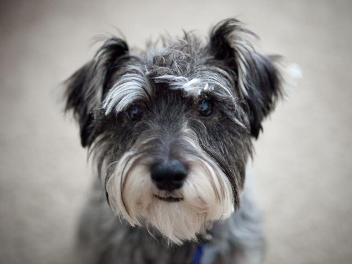 Милашка собака шнауцер