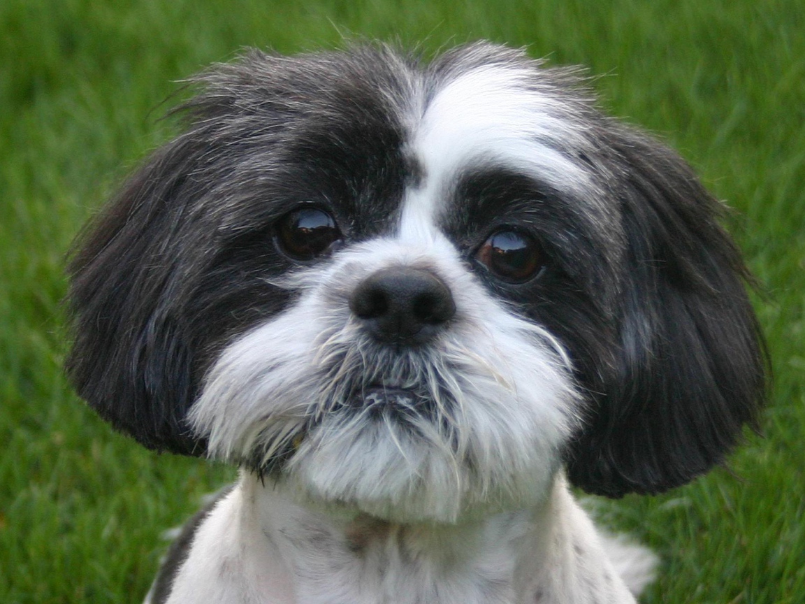 Собака милашка шитцу