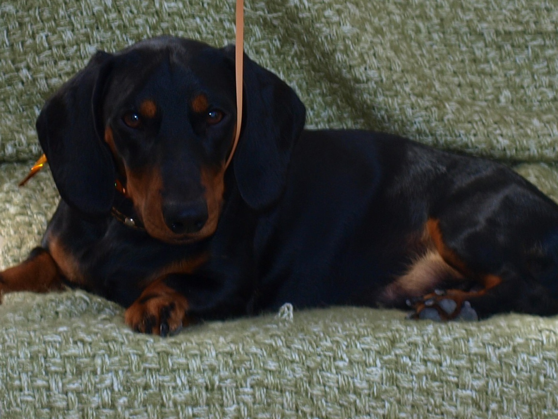 Собака такса на диване