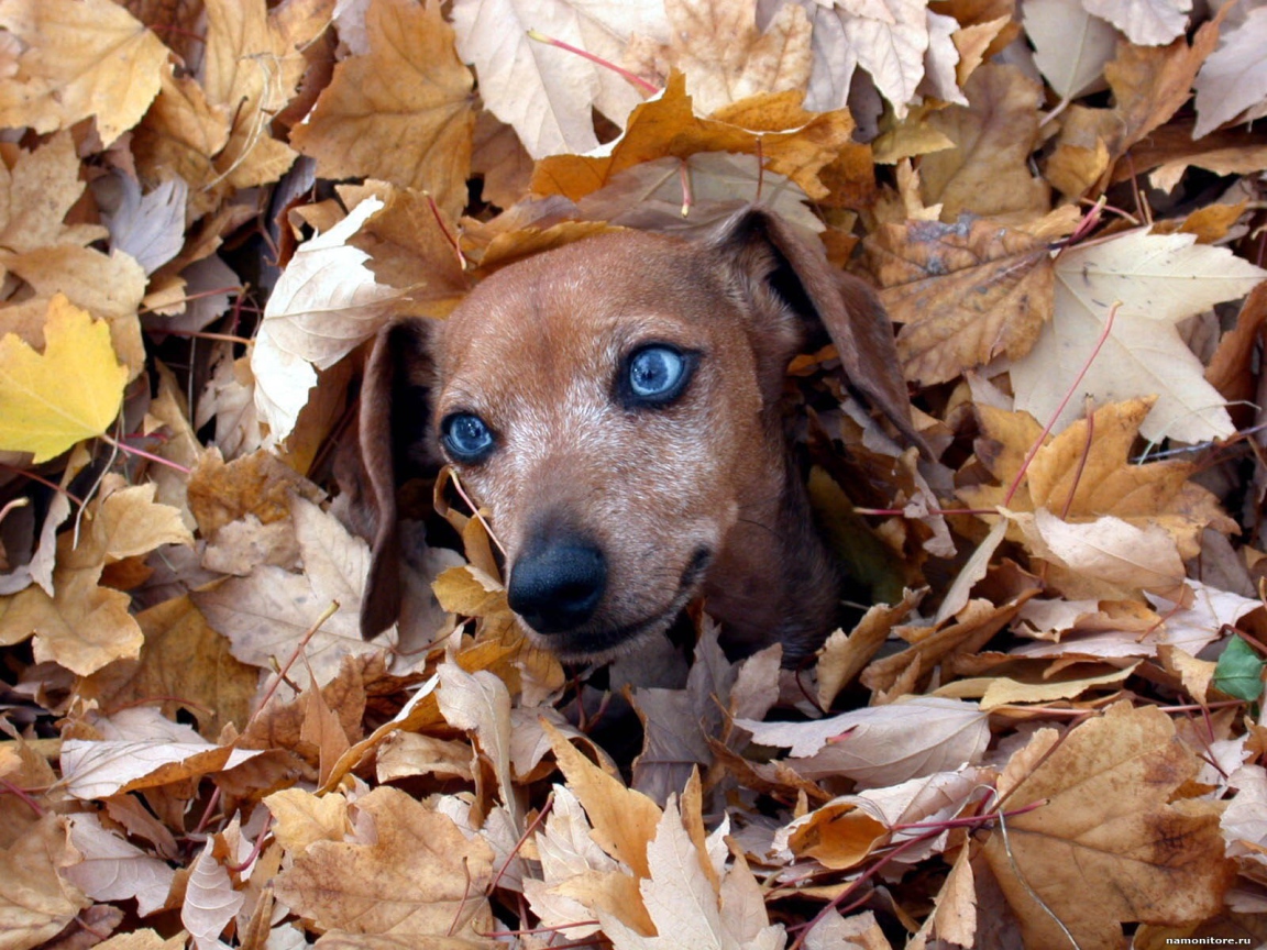 Такса в листве