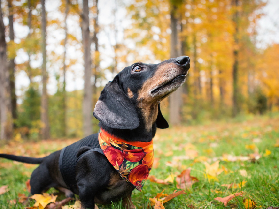Такса в осеннем лесу