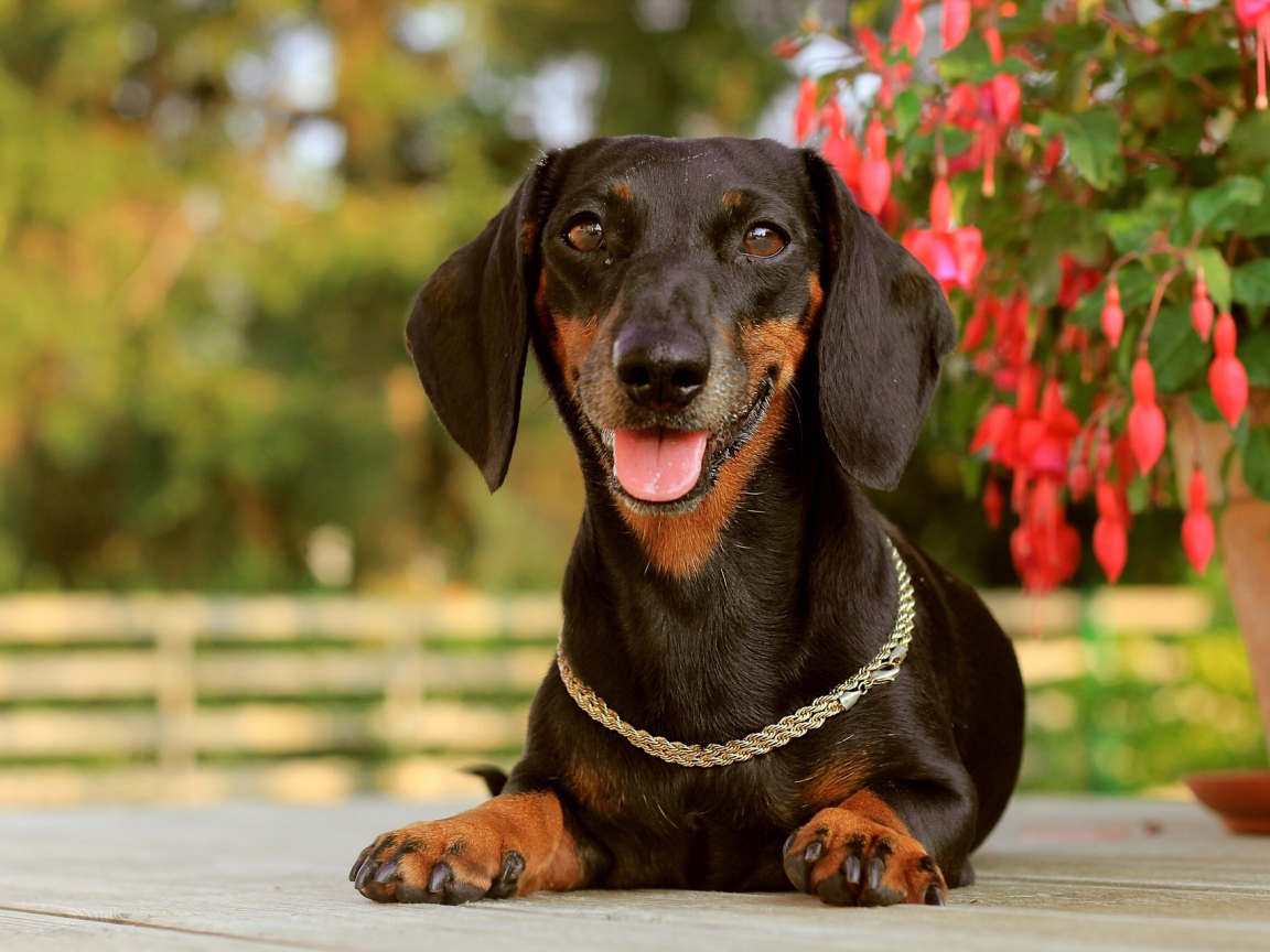 Такса лежит у цветка