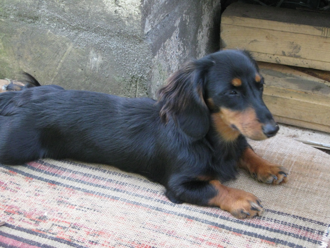 Такса лежит на подстилке