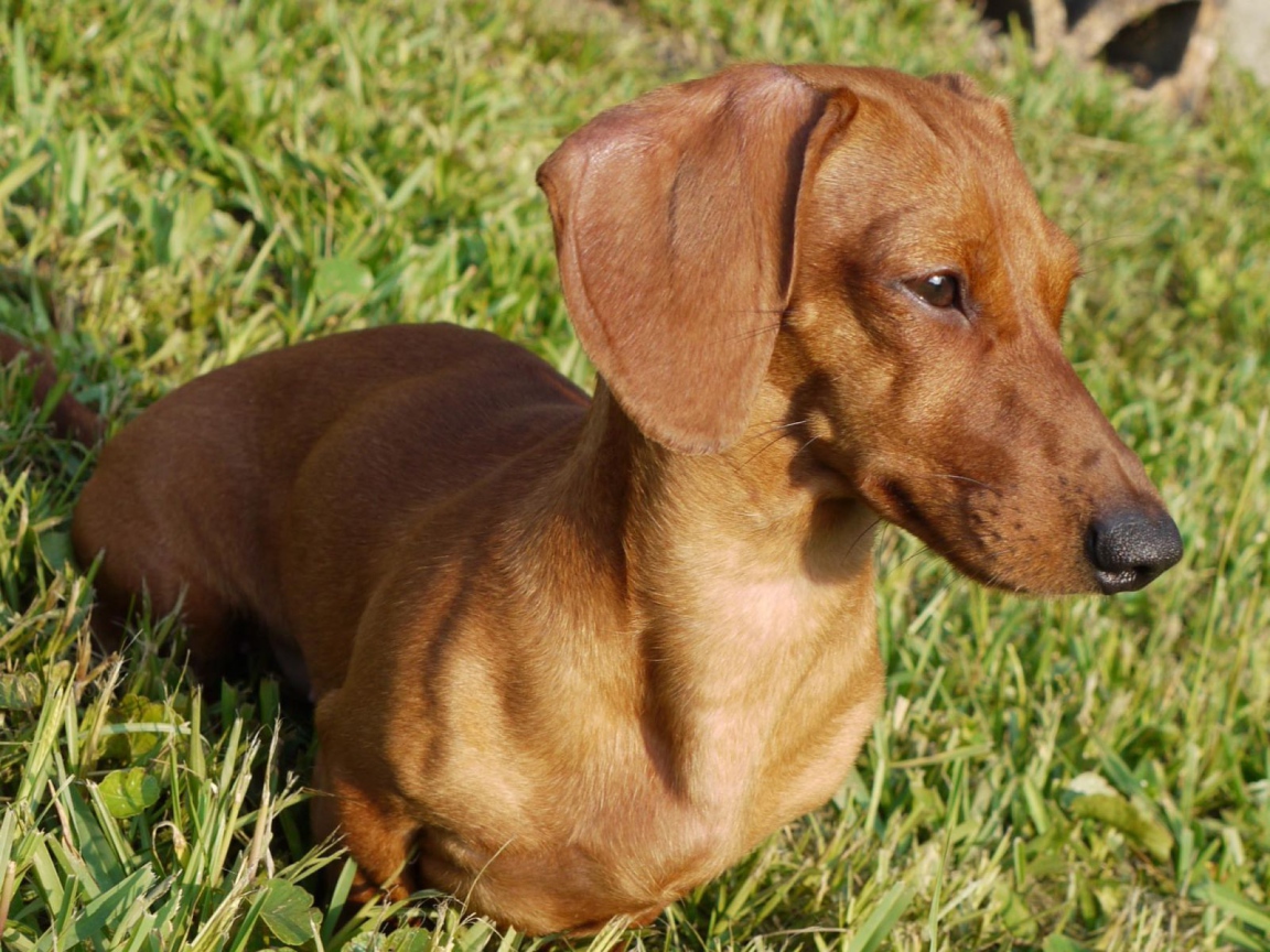 Такса на лугу