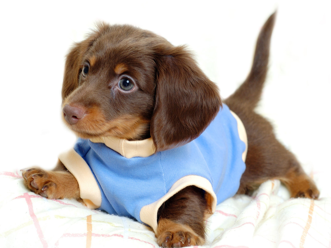 Щенок таксы в голубом комбинезоне