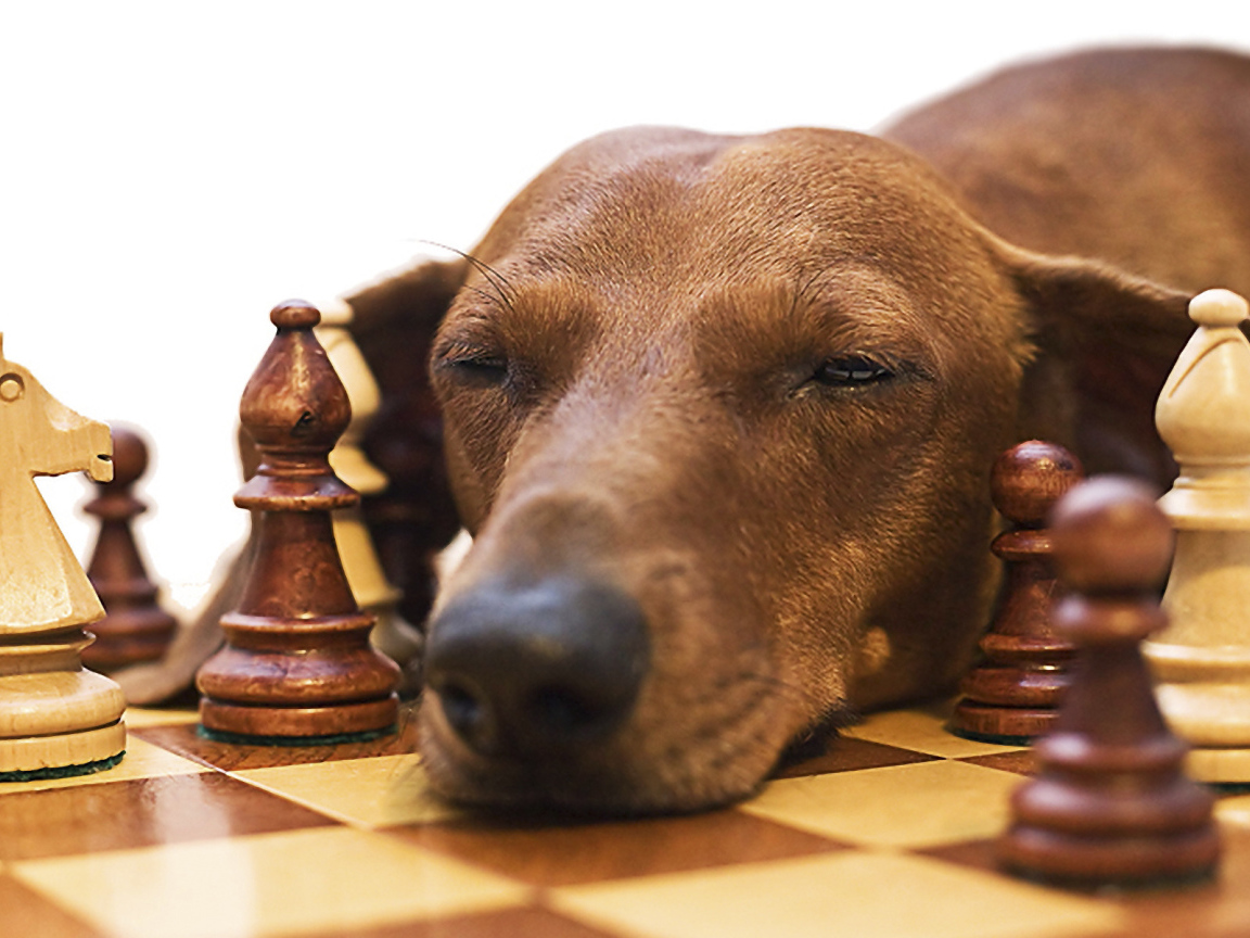Такса спит среди шахмат