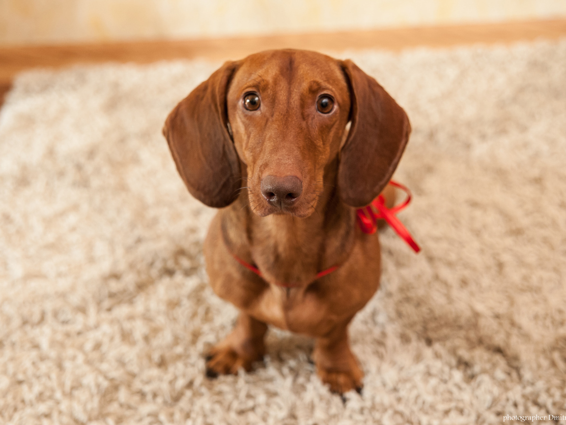 Провинившаяся такса на ковре