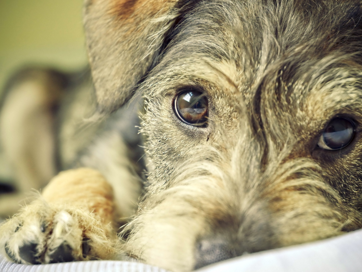 Преданный взгляд собаки