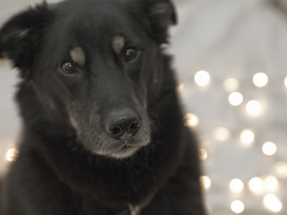 Преданный взгляд собаки чинук