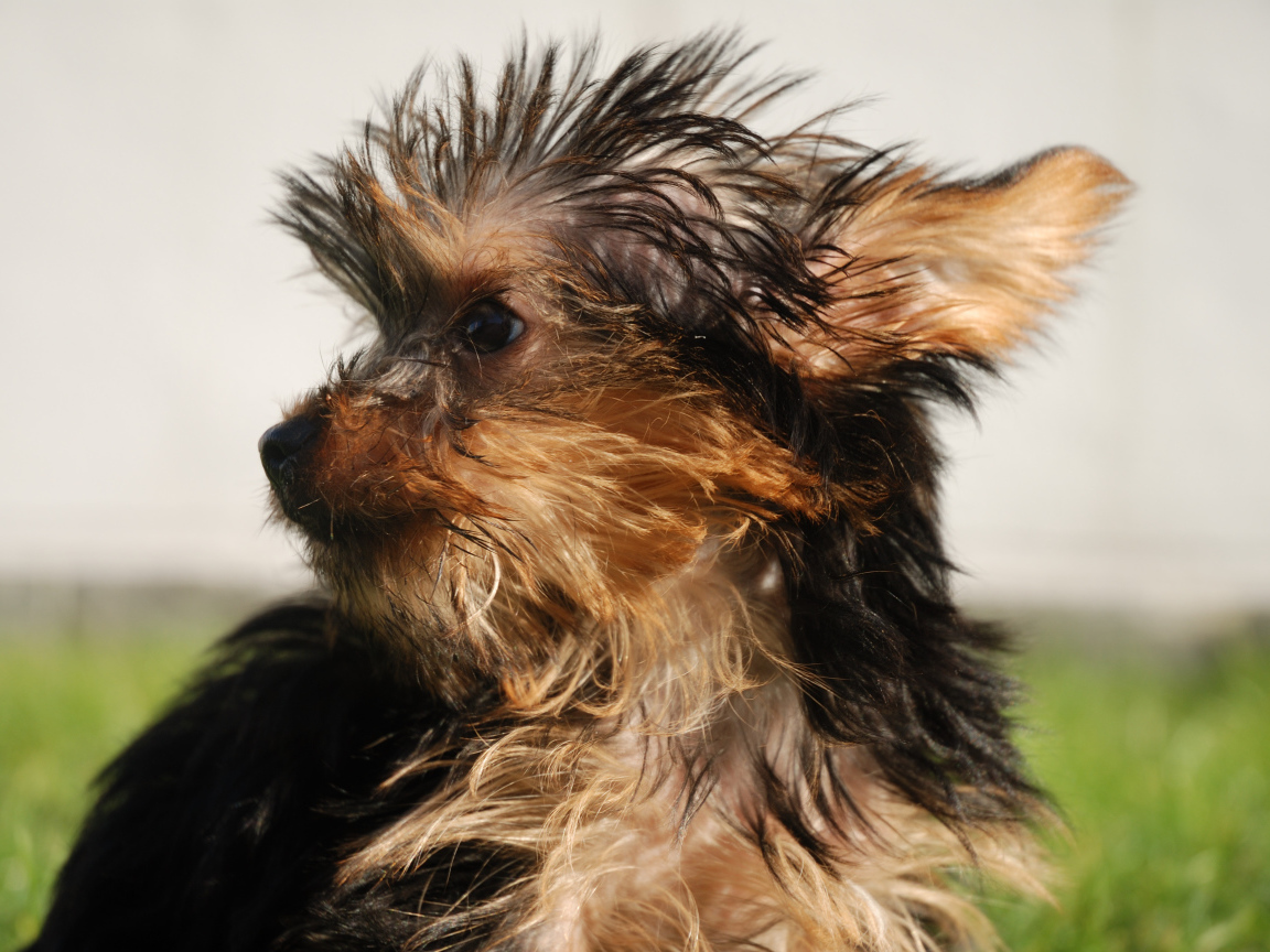 Взлохмаченный йоркширский терьер