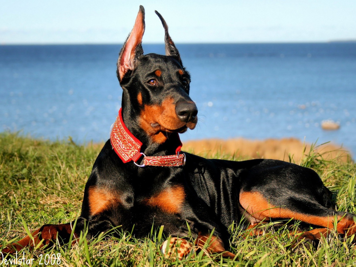 Доберман на побережье