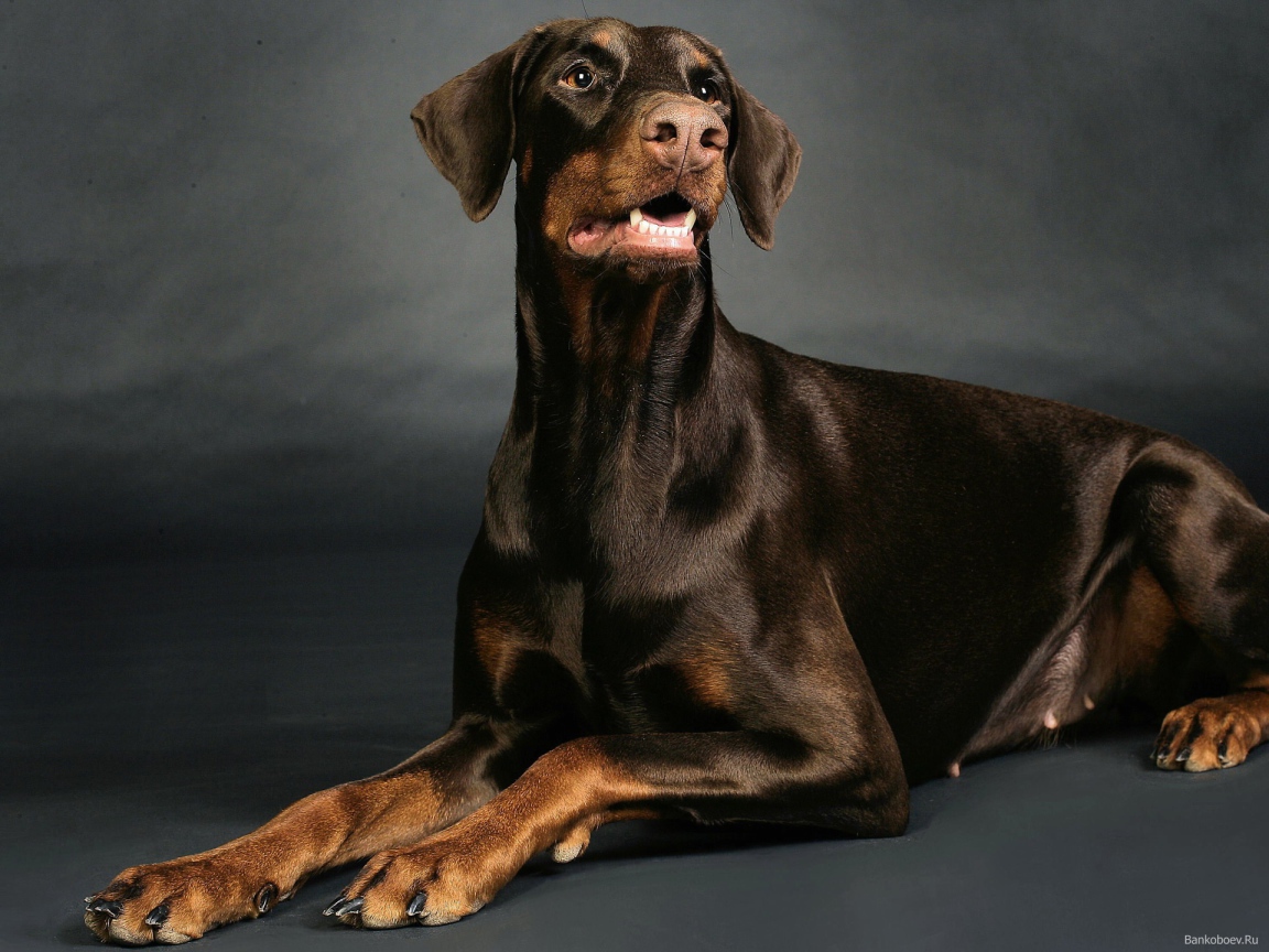 Доберман позирует