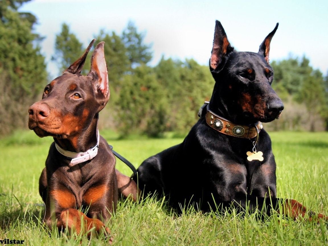 Пара доберманов на прогулке