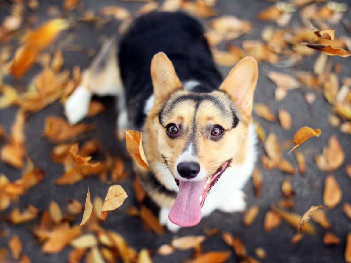 Собака и осенние листья
