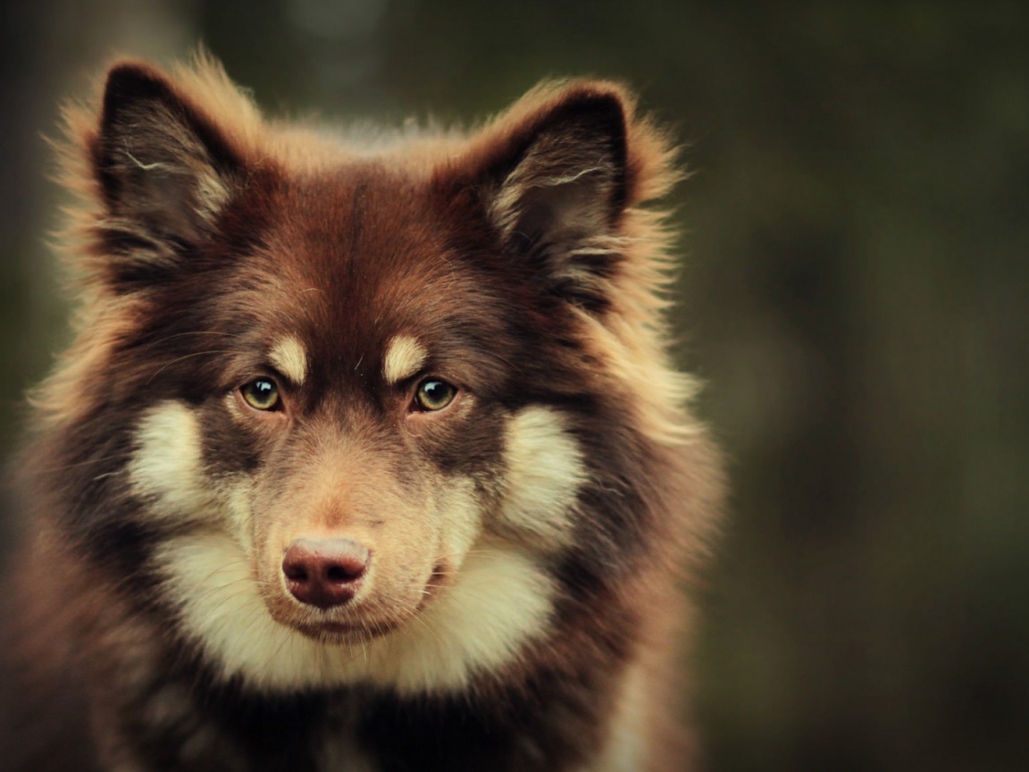 Собака в ожидании