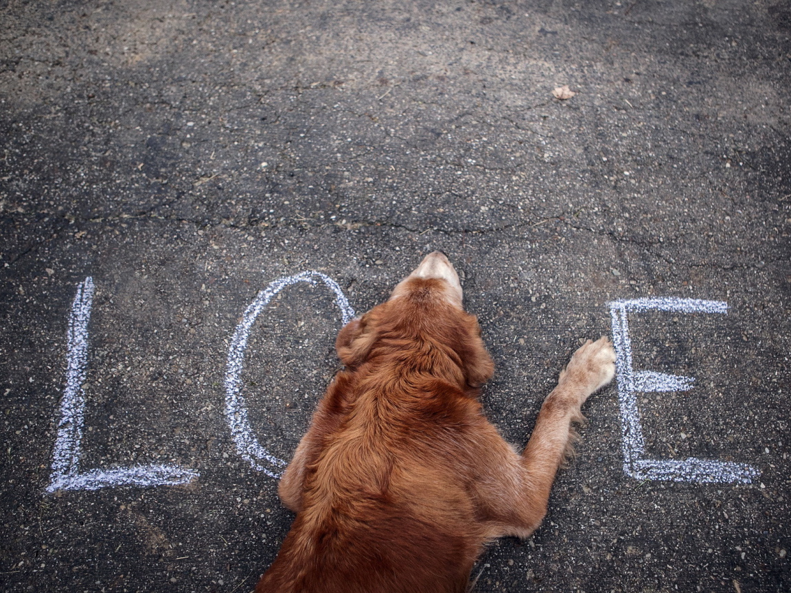 Собака на асфальте