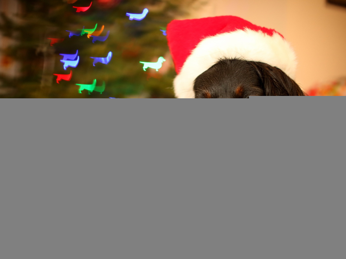 Собака на празднике