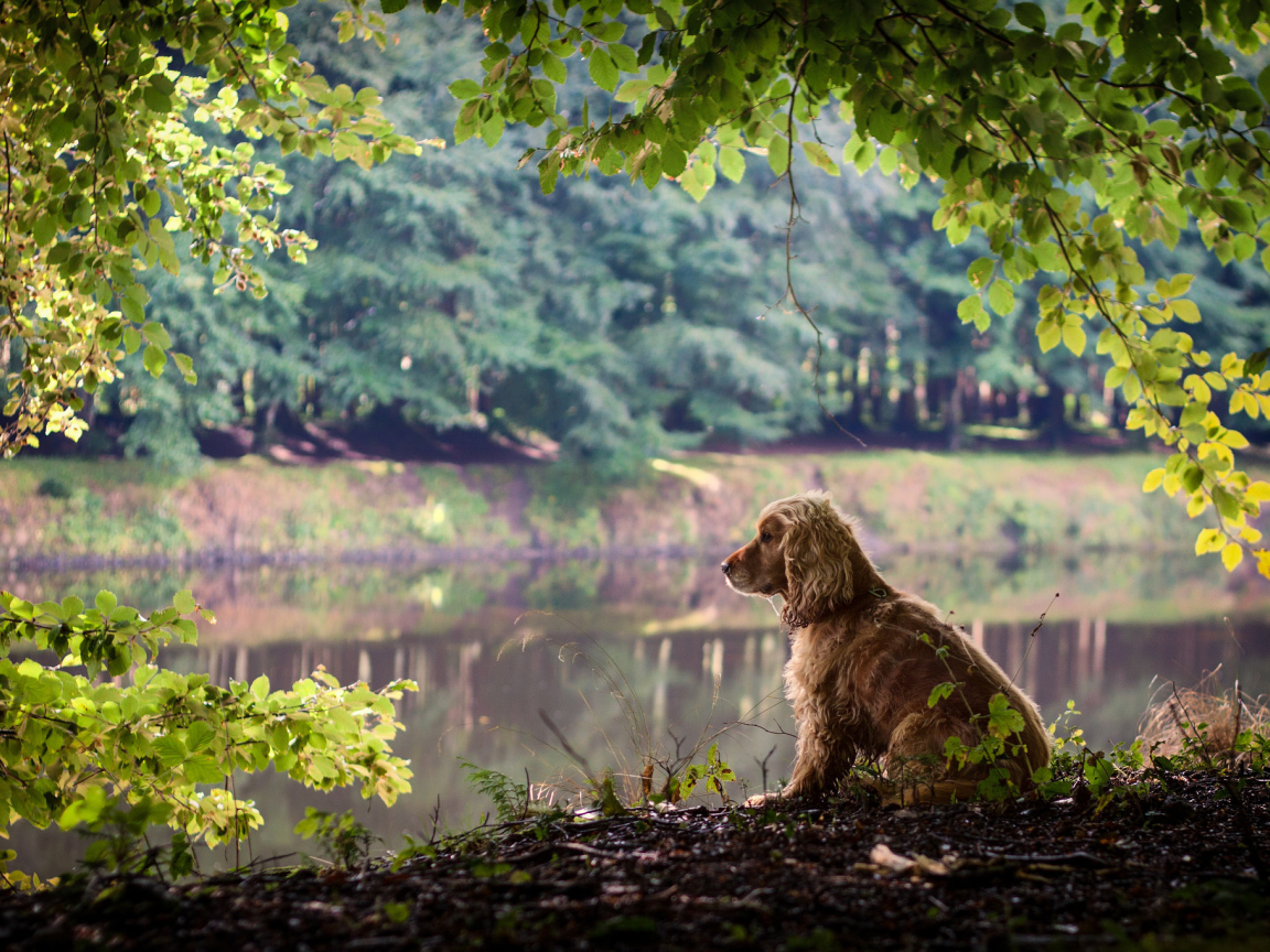Собака на берегу
