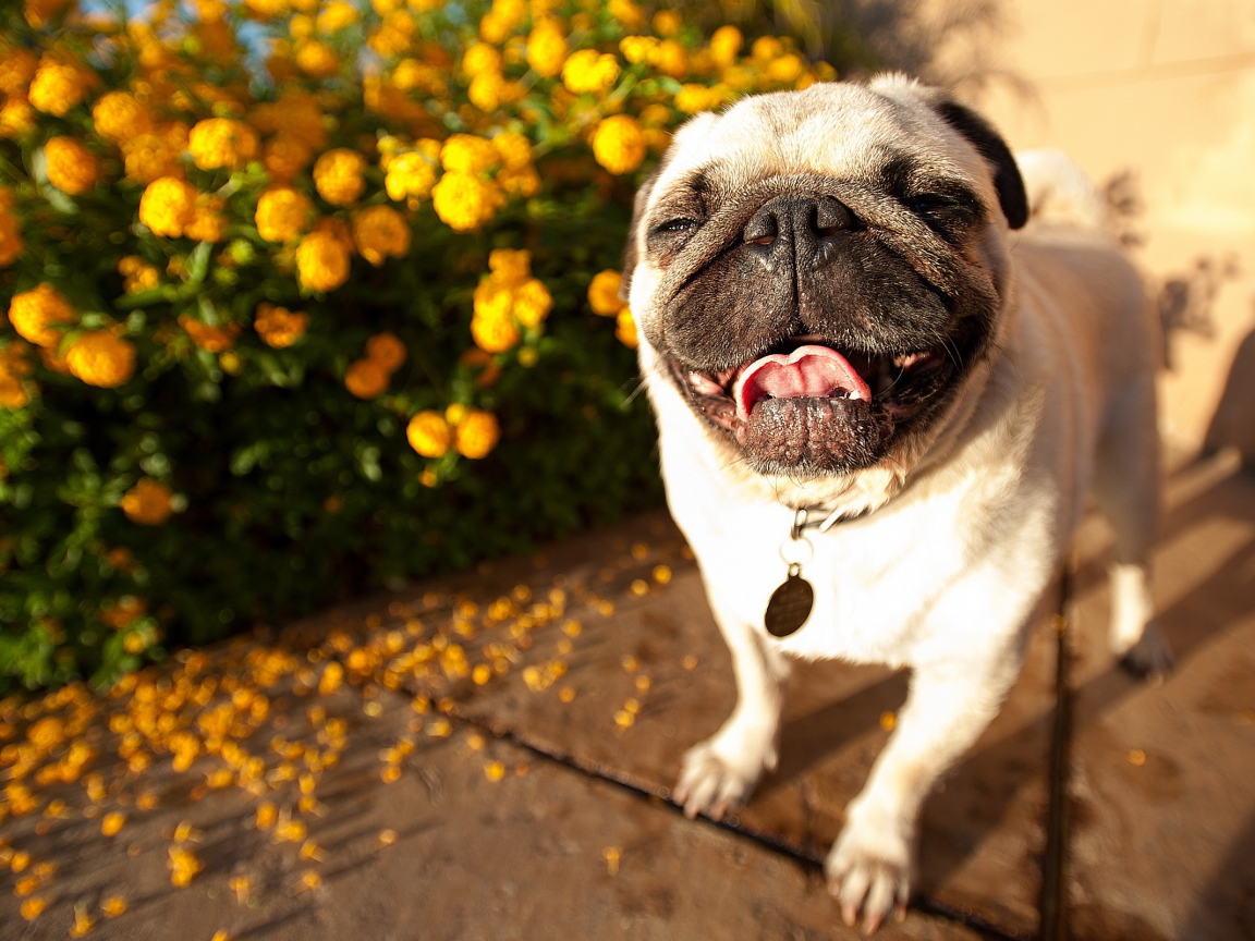 Собака мопс