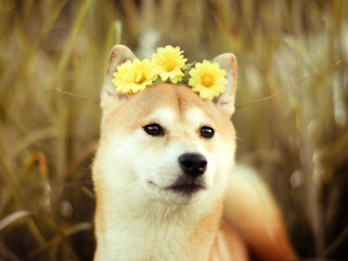 Dog with flowers on the head