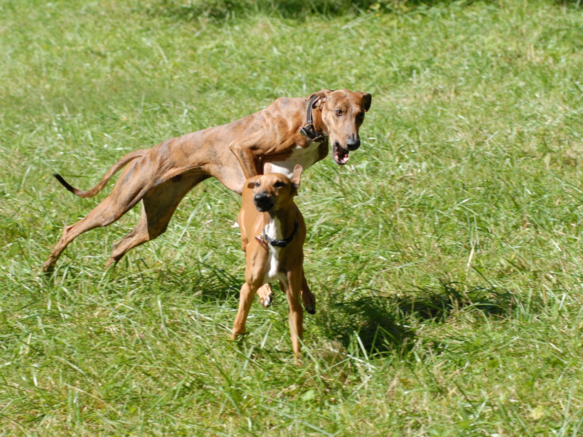 Собаки азавак играют