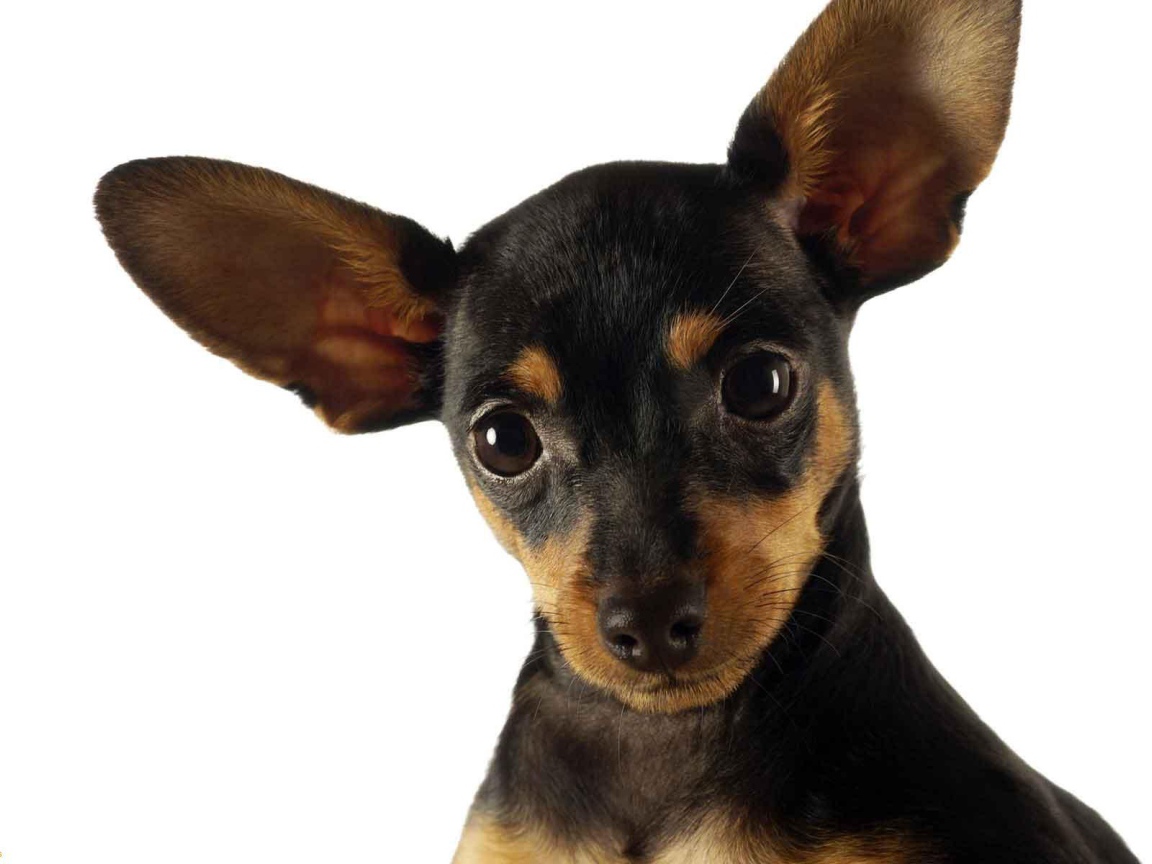 Ушастый пес чихуахуа