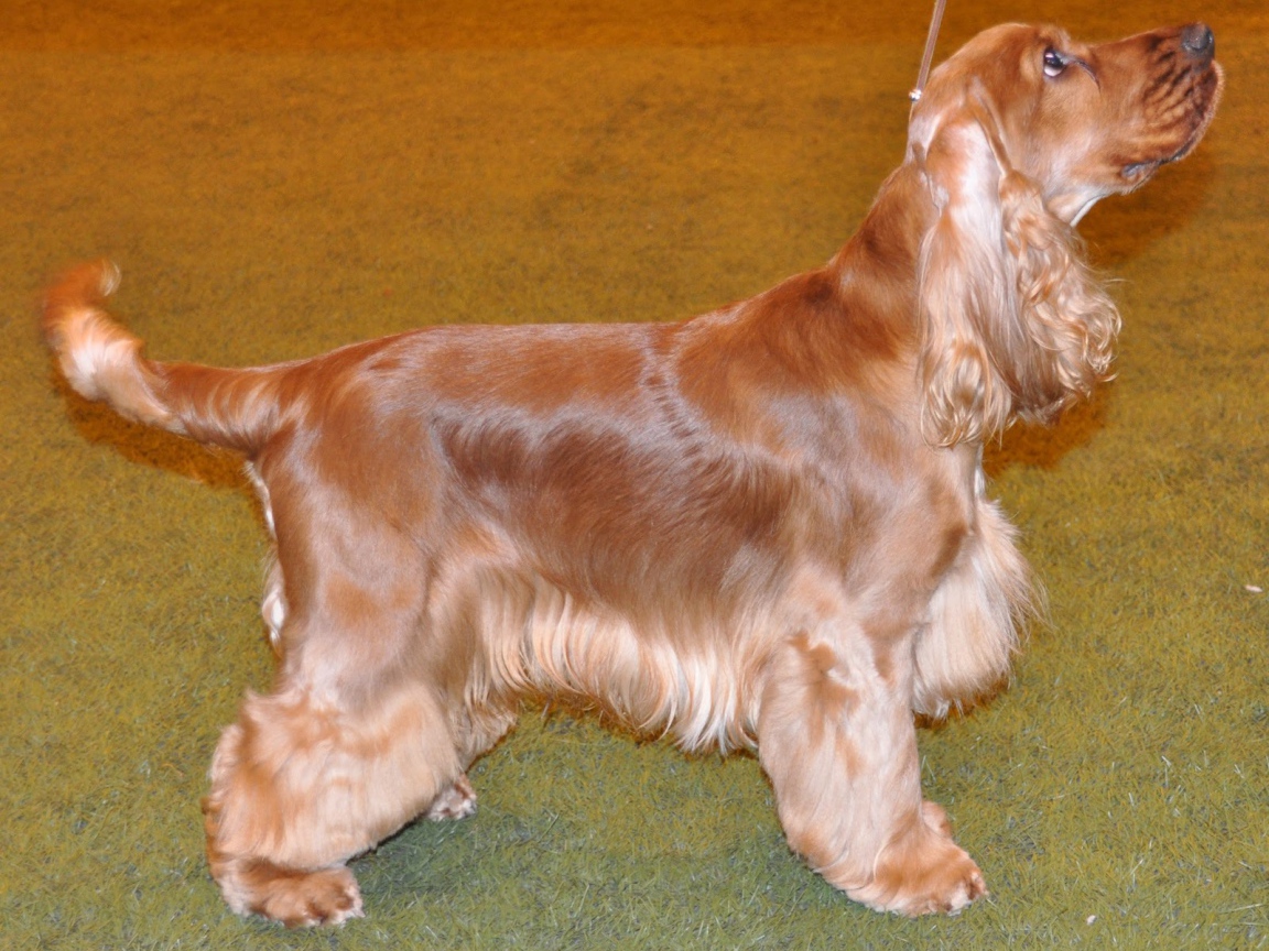 Английский кокер спаниель смотрит на хозяина