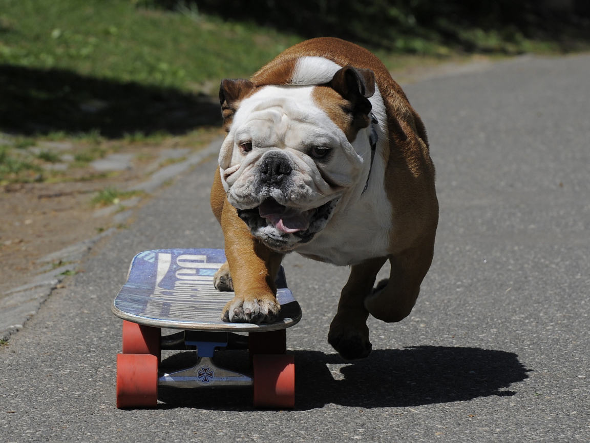 Английский бульдог на скейте