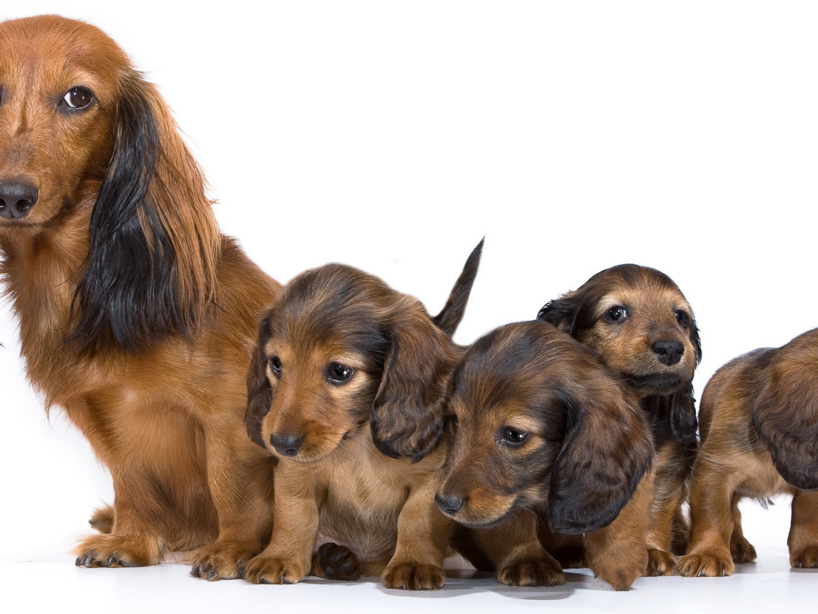 Семья собак такс