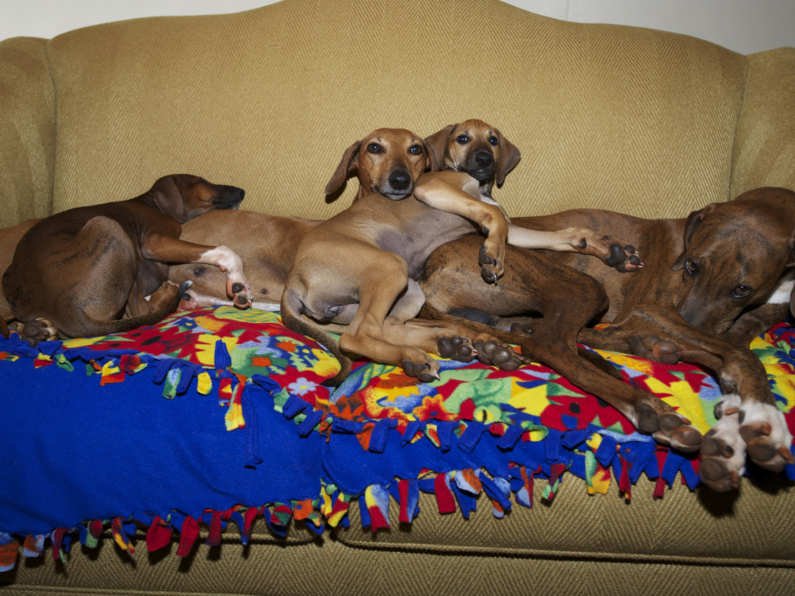 Семейство собак азавак