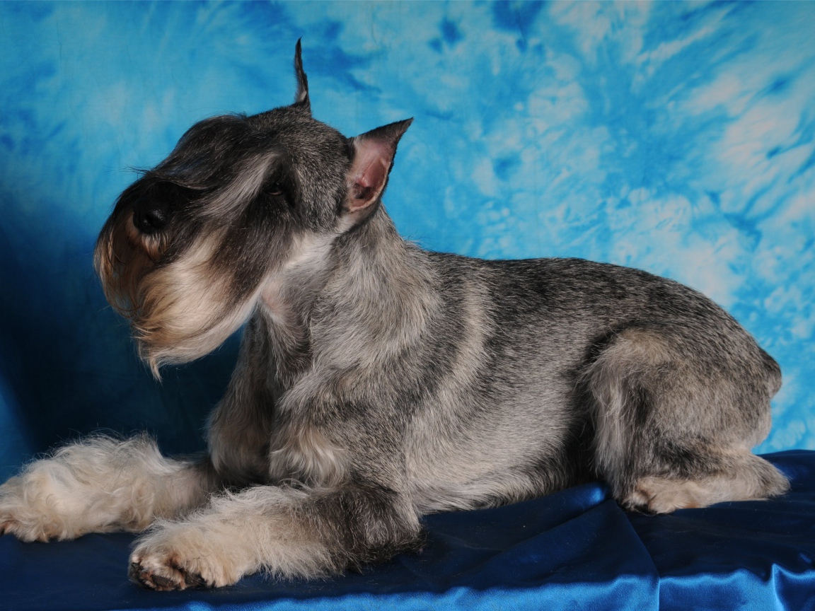 Fashion model schnauzer dog