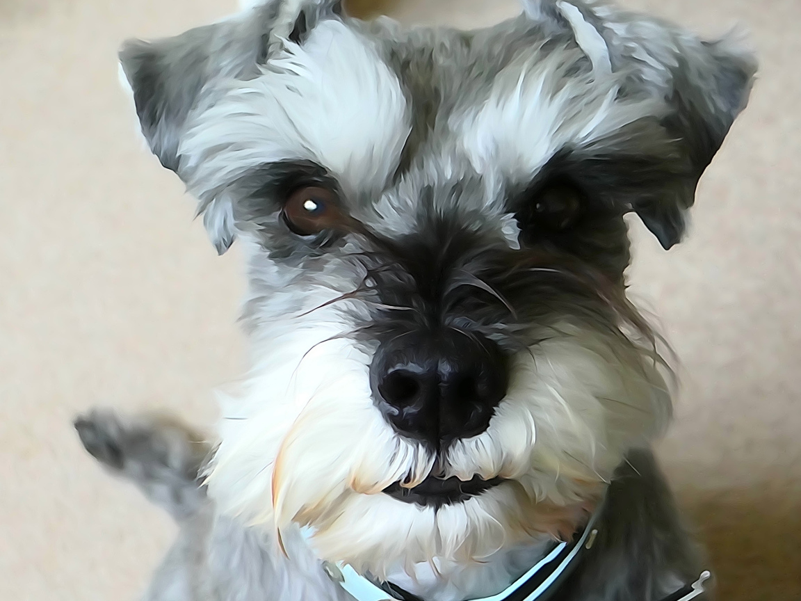 Рисунок собаки шнауцера