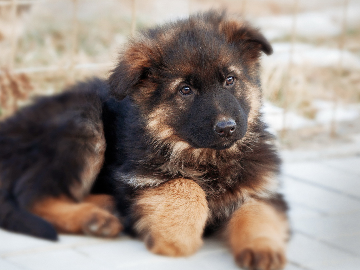Пушистый щенок немецкой овчарки