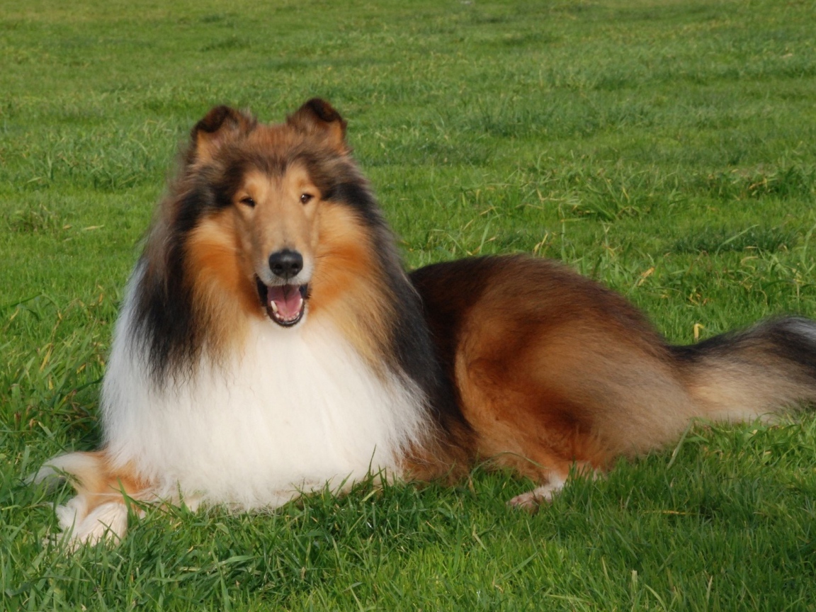 Пушистая колли отдыхает на газоне