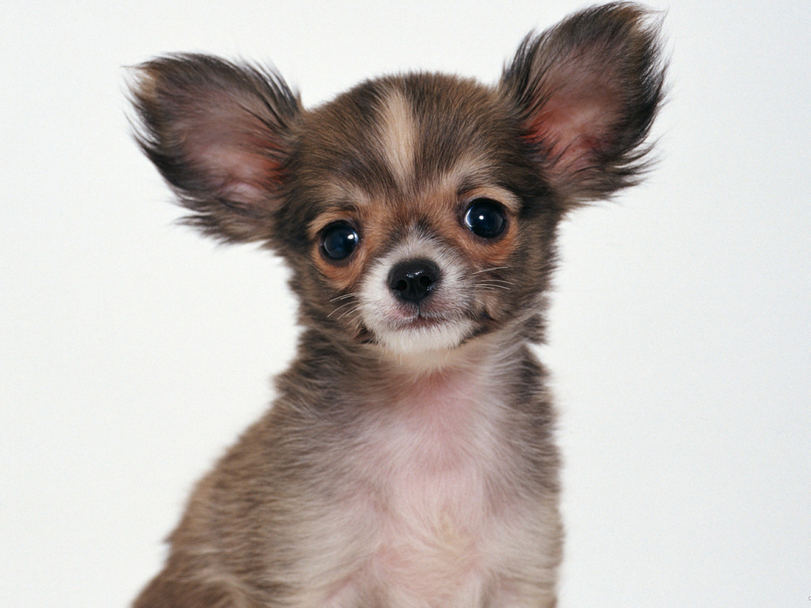 Пушистая собака чихуахуа
