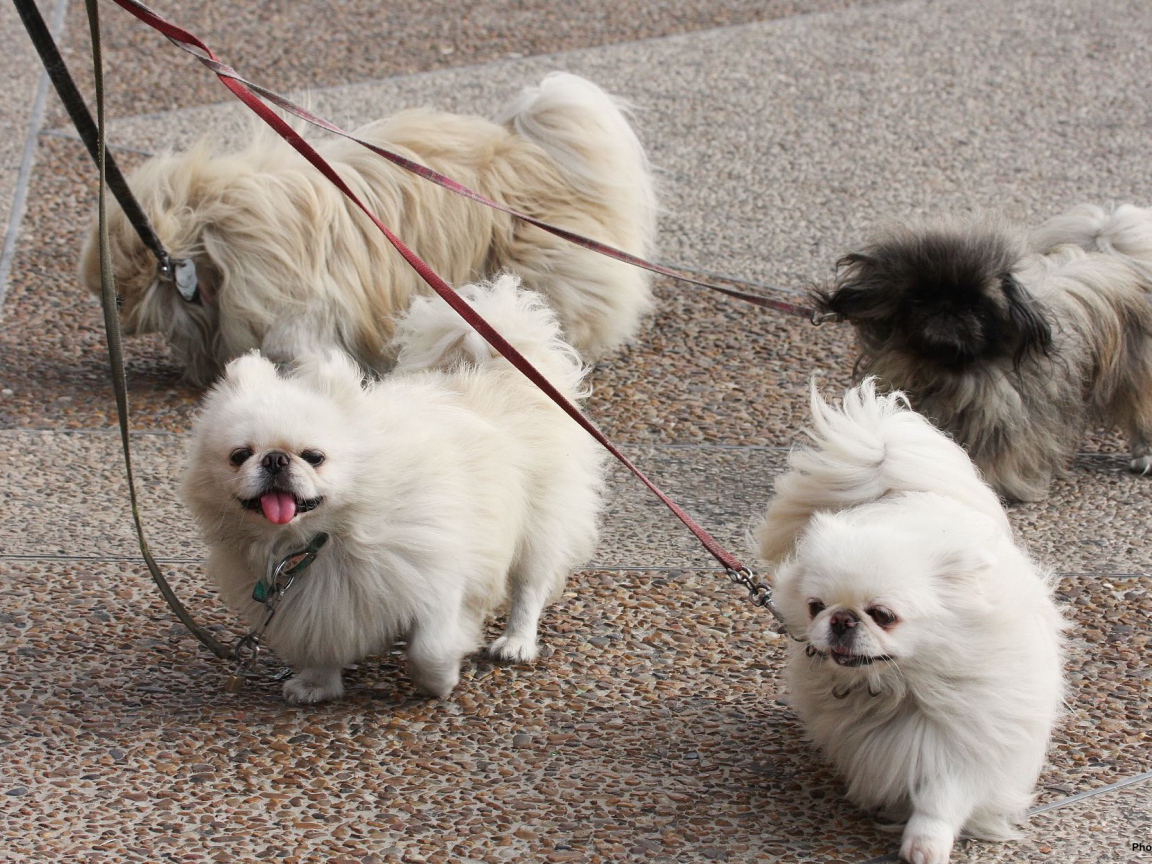 Четверка пекинесов на прогулке