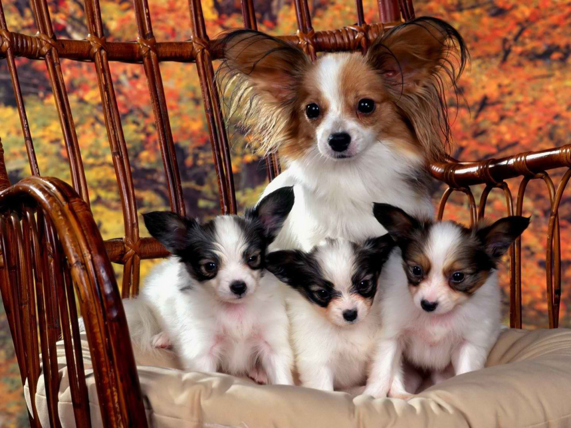 French dog Papillon with puppies